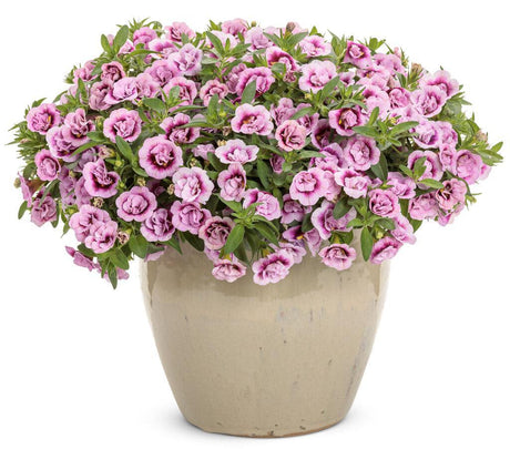 Pink double calibrachoa flowers in a nursery pot