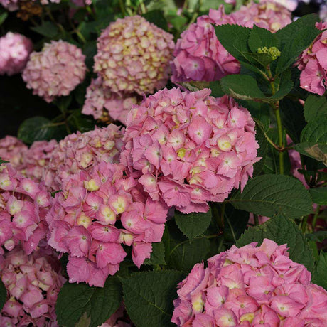 Let’s Dance Sky View hydrangea in a nursery pot
