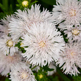 Stokesia laevis Whitecaps in bloom with white flowers in a pot