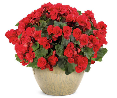 Solenia Scarlet Rieger begonia with red blooms in pot