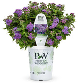 Artist Blue ageratum in a nursery pot with blue flowers