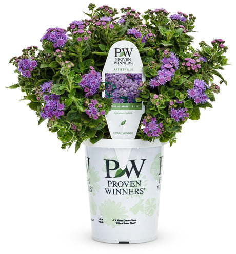 Artist Blue ageratum in a nursery pot with blue flowers