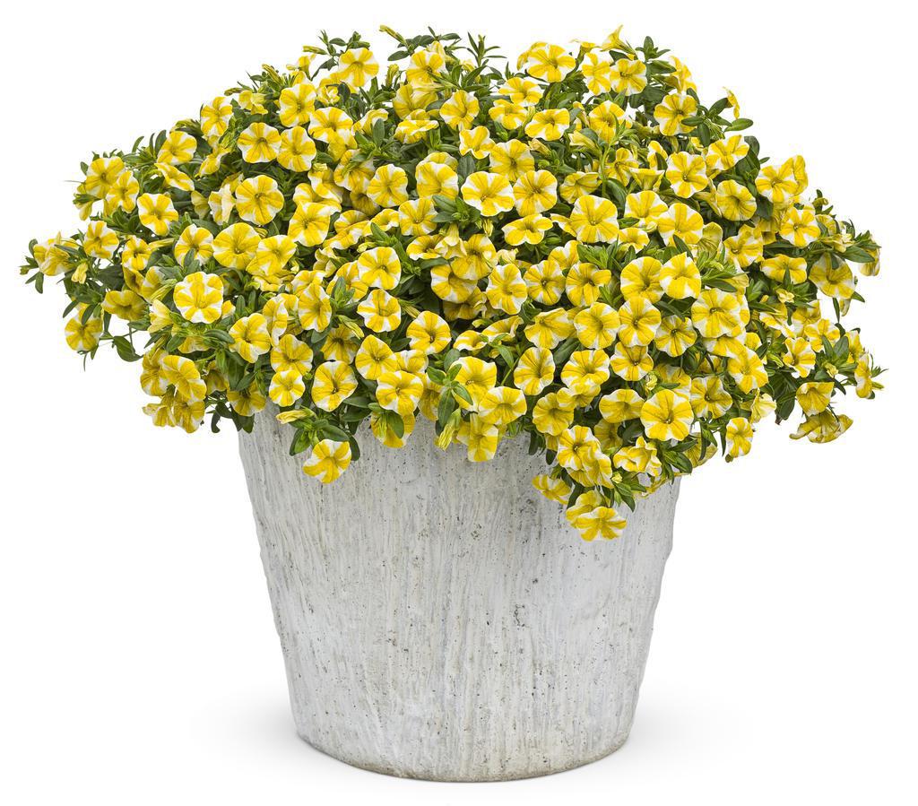 Superbells® Lemon Slice® Calibrachoa | Proven Winners® – Creekside