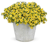 Yellow and white Superbells Lemon Slice calibrachoa in a pot