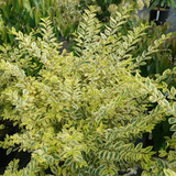 GOOD VIBRATIONS privet shrub in a nursery pot