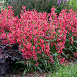Rose Rhinestones penstemon with pink flowers in a pot