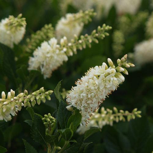 SUGARTINA® Crystalina summersweet in a nursery pot