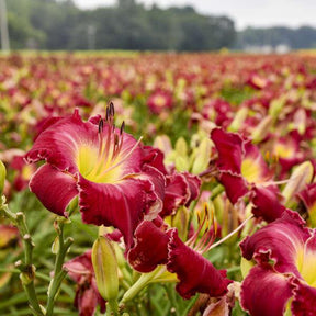 Hemerocallis 'Blood Sweat and Tears' blooming with red flowers