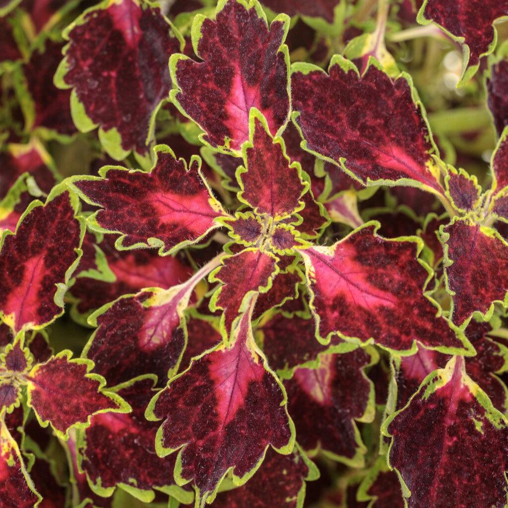 ベリーズ&グレープス ダブルリム ヴィンテージ ステンドグラス フルーツ苺 葡萄 ColorBlaze® Cherry Drop Coleus | Proven Winners® – Creekside