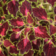 ColorBlaze Cherry Drop coleus in a pot with red and green foliage