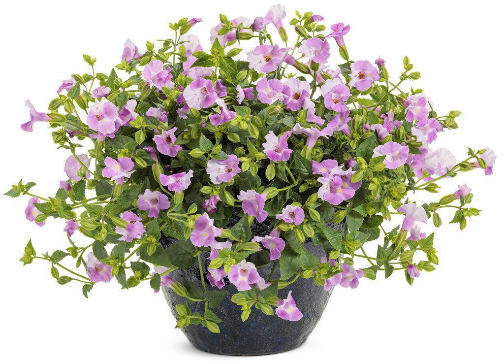 Pink Catalina torenia in a nursery pot