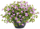 Pink Catalina torenia in a nursery pot