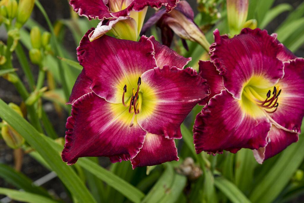 Hemerocallis Blood Sweat and Tears with orange blooms in a pot