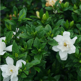 PILLOW TALK® Gardenia with glossy green leaves in a pot