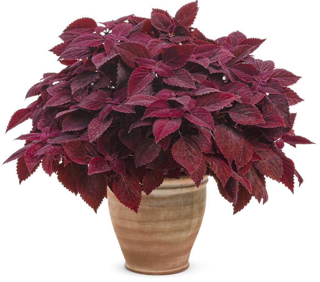 Coleus with red and burgundy leaves in a pot