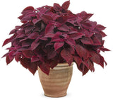Coleus with red and burgundy leaves in a pot