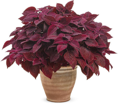 Coleus with red and burgundy leaves in a pot