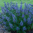 Beyond Midnight bluebeard in a nursery pot