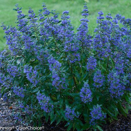 Beyond Midnight bluebeard in a nursery pot