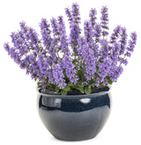 Cat's Pajamas nepeta in a nursery pot