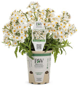 Sunsatia Coconut nemesia with white flowers in a pot