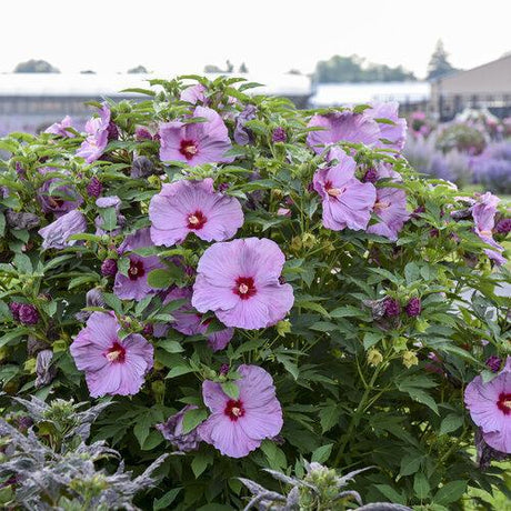 Summerific Lilac Crush hibiscus with purple blooms in pot