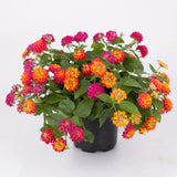 Bandana Cherry Sunrise lantana in a nursery pot