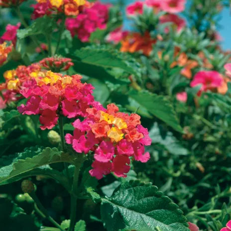 Bandana® Cherry Sunrise Lantana | Creekside Champions™ – Creekside