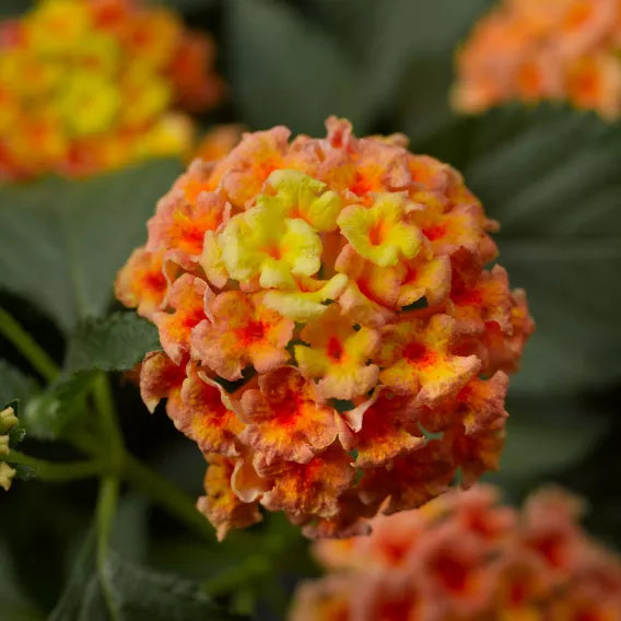 Peach lantana with clustered blooms in a nursery pot