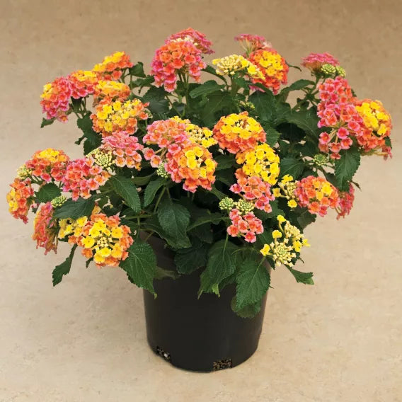Bandana® Peach Lantana | Creekside Champions™ – Creekside Nursery, Inc