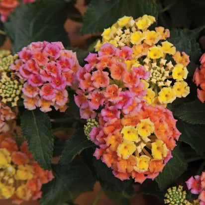 Bandana® Peach Lantana | Creekside Champions™ – Creekside Nursery, Inc