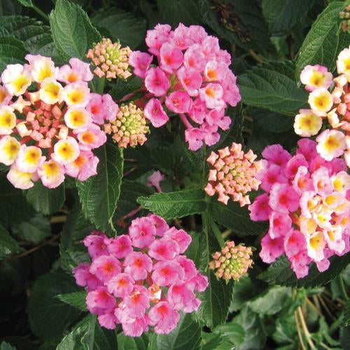 Pink lantana flowers in a nursery pot