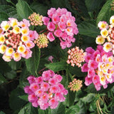 Pink lantana flowers in a nursery pot