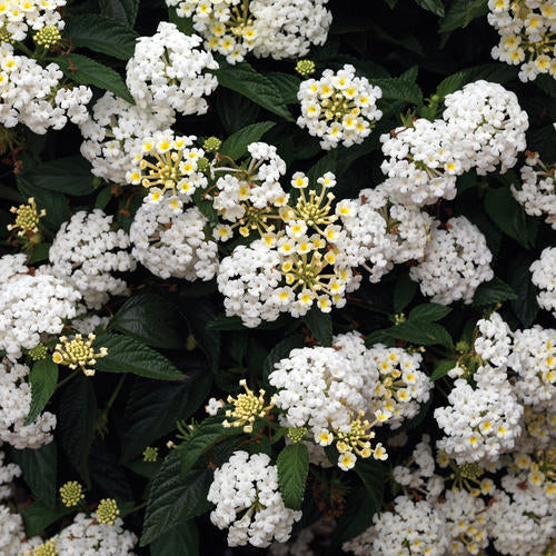Bandana® White Lantana | Creekside Champions™ – Creekside Nursery, Inc