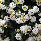 White lantana flowers in a pot with green foliage