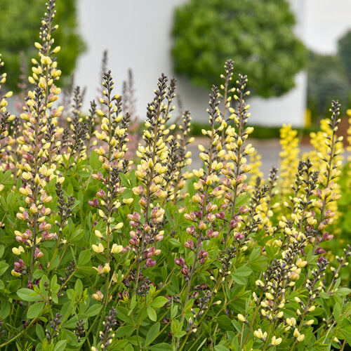 Decadence® Deluxe 'Pink Lemonade' False Indigo Baptisia | Proven Winners