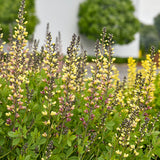 Decadence® Deluxe 'Pink Lemonade' False Indigo Baptisia | Proven Winners
