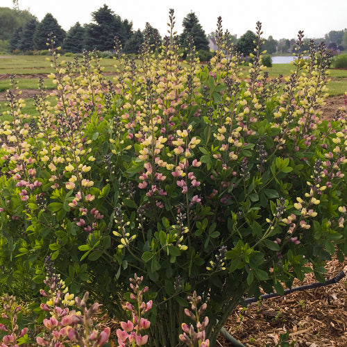 Decadence® Deluxe 'Pink Lemonade' False Indigo Baptisia | Proven Winners