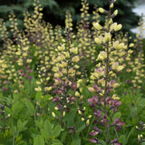 Decadence® Deluxe 'Pink Lemonade' False Indigo Baptisia | Proven Winners