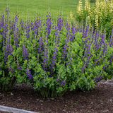 Decadence® 'Sparkling Sapphires' False Indigo Baptisia | Proven Winners