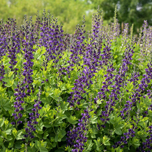 Decadence® 'Sparkling Sapphires' False Indigo Baptisia | Proven Winners