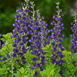 Decadence® 'Sparkling Sapphires' False Indigo Baptisia | Proven Winners
