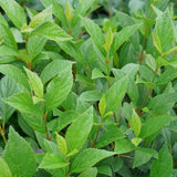 Sweet Talker viburnum with clusters of white flowers