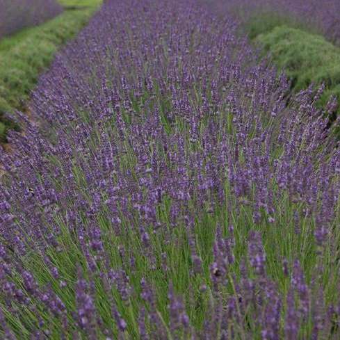 Phenomenal lavender plant in a nursery pot