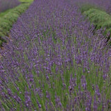 Phenomenal lavender plant in a nursery pot