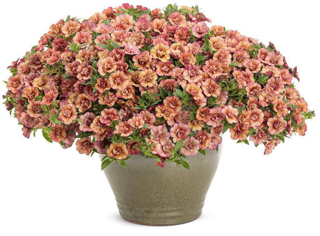 Double vintage coral calibrachoa in a pot