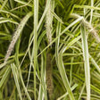 Graceful Grasses Sky Rocket fountain grass in a pot