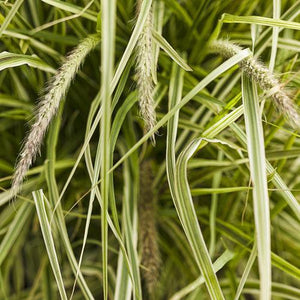 Graceful Grasses Sky Rocket fountain grass in a pot