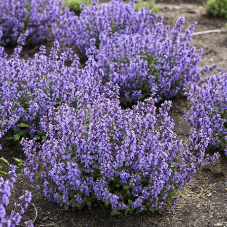 Cat’s Pajamas nepeta in bloom in a nursery pot