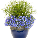 Laguna Royale Blue Pearl plant in a pot with blue flowers